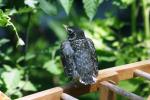 <img150*0:stuff/z/169023/Baby%2520Robin.1/i1278457502_26.jpg>