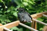<img150*0:stuff/z/169023/Baby%2520Robin.1/i1278457502_27.jpg>
