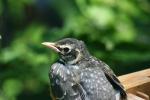 <img150*0:stuff/z/169023/Baby%2520Robin.1/i1278457502_28.jpg>