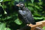 <img150*0:stuff/z/169023/Baby%2520Robin.1/i1278457502_30.jpg>