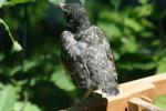 <img150*0:stuff/z/169023/Baby%2520Robin.1/i1278457502_31.jpg>