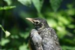 <img150*0:stuff/z/169023/Baby%2520Robin.1/i1278457502_32.jpg>