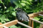 <img150*0:stuff/z/169023/Baby%2520Robin.1/i1278457503_33.jpg>