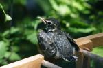 <img150*0:stuff/z/169023/Baby%2520Robin.1/i1278457503_34.jpg>