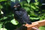 <img150*0:stuff/z/169023/Baby%2520Robin.1/i1278457503_36.jpg>