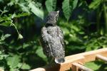 <img150*0:stuff/z/169023/Baby%2520Robin.1/i1278457503_37.jpg>