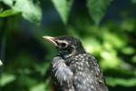 <img150*0:stuff/z/169023/Baby%2520Robin.1/i1278457503_38.jpg>