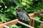 <img150*0:stuff/z/169023/Baby%2520Robin.1/i1278457503_39.jpg>