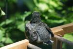 <img150*0:stuff/z/169023/Baby%2520Robin.1/i1278457503_40.jpg>
