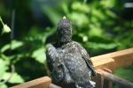 <img150*0:stuff/z/169023/Baby%2520Robin.1/i1278457503_41.jpg>