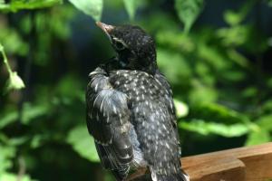 <img300*0:stuff/z/169023/Baby%2520Robin.2/i1278457744_1.jpg>