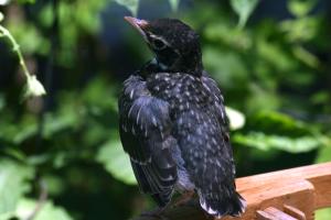<img300*0:stuff/z/169023/Baby%2520Robin.2/i1278457744_2.jpg>