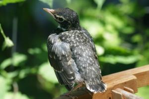 <img300*0:stuff/z/169023/Baby%2520Robin.2/i1278457744_3.jpg>