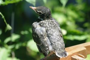 <img300*0:stuff/z/169023/Baby%2520Robin.2/i1278457744_4.jpg>