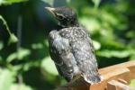 Baby Robin.1