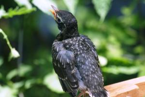 <img300*0:stuff/z/169023/Baby%2520Robin.2/i1278457744_6.jpg>