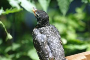 <img300*0:stuff/z/169023/Baby%2520Robin.2/i1278457744_7.jpg>