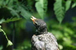 <img300*0:stuff/z/169023/Baby%2520Robin.2/i1278457744_8.jpg>