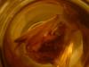 <img100*0:stuff/z/169023/Bat%252042/i1259865215_6.jpg>