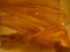 <img100*0:stuff/z/169023/Bat%252042/i1259865215_7.jpg>