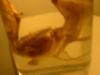 <img100*0:stuff/z/169023/Bat%252042/i1259865215_9.jpg>
