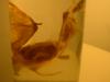 <img100*0:stuff/z/169023/Bat%252042/i1259865216_12.jpg>