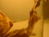 <img100*0:stuff/z/169023/Bat%252042/i1259865216_13.jpg>