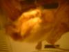 <img100*0:stuff/z/169023/Bat%252042/i1259865216_14.jpg>