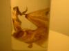 <img100*0:stuff/z/169023/Bat%252042/i1259865216_16.jpg>