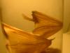 <img100*0:stuff/z/169023/Bat%252042/i1259865216_17.jpg>