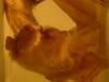 <img100*0:stuff/z/169023/Bat%252042/i1259865216_20.jpg>