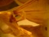 <img100*0:stuff/z/169023/Bat%252042/i1259865216_22.jpg>