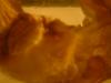 <img100*0:stuff/z/169023/Bat%252042/i1259865216_24.jpg>