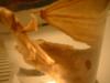 <img100*0:stuff/z/169023/Bat%252042/i1259865216_26.jpg>