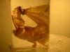 <img100*0:stuff/z/169023/Bat%2520in%2520a%2520Jar/i1259865222_1.jpg>