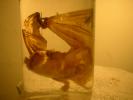 Bat in a Jar