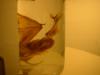 <img100*0:stuff/z/169023/Bat%2520in%2520a%2520Jar/i1259865222_10.jpg>