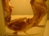 <img100*0:stuff/z/169023/Bat%2520in%2520a%2520Jar/i1259865222_2.jpg>