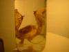 <img100*0:stuff/z/169023/Bat%2520in%2520a%2520Jar/i1259865222_4.jpg>