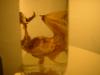 <img100*0:stuff/z/169023/Bat%2520in%2520a%2520Jar/i1259865222_6.jpg>