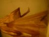 <img100*0:stuff/z/169023/Bat%2520in%2520a%2520Jar/i1259865222_8.jpg>