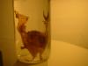 <img100*0:stuff/z/169023/Bat%2520in%2520a%2520Jar/i1259865223_11.jpg>