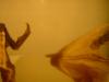 <img100*0:stuff/z/169023/Bat%2520in%2520a%2520Jar/i1259865223_12.jpg>