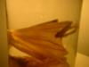 <img100*0:stuff/z/169023/Bat%2520in%2520a%2520Jar/i1259865223_14.jpg>