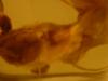 <img100*0:stuff/z/169023/Bat%2520in%2520a%2520Jar/i1259865223_15.jpg>