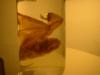 <img100*0:stuff/z/169023/Bat%2520in%2520a%2520Jar/i1259865223_16.jpg>