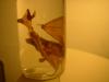 <img100*0:stuff/z/169023/Bat%2520in%2520a%2520Jar/i1259865223_17.jpg>