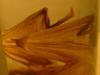 <img100*0:stuff/z/169023/Bat%2520in%2520a%2520Jar/i1259865223_21.jpg>