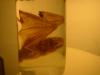 <img100*0:stuff/z/169023/Bat%2520in%2520a%2520Jar/i1259865223_22.jpg>