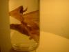 <img100*0:stuff/z/169023/Bat%2520in%2520a%2520Jar/i1259865223_23.jpg>